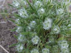 Cryptantha ganderi