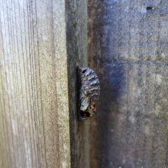 Junonia grisea