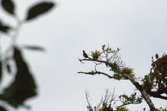 Turdus plebejus
