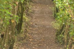 Turdus plebejus