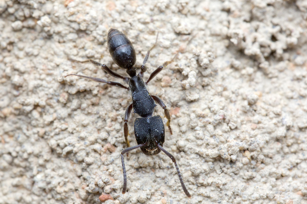 Odontoponera