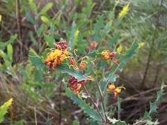 Grevillea angulata