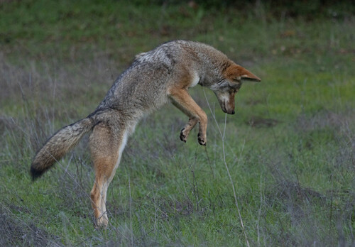 Coyote photographed in California