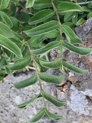Vangueria macrocalyx