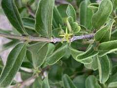 Vangueria macrocalyx