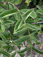 Vangueria macrocalyx