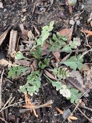 Capsella bursa-pastoris