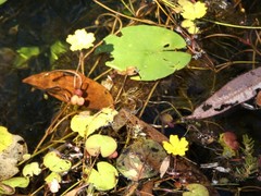 Nymphoides aurantiaca