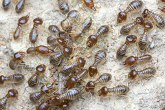 Macrotermes annandalei