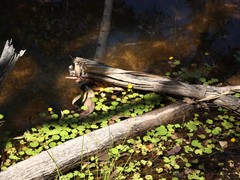 Nymphoides aurantiaca