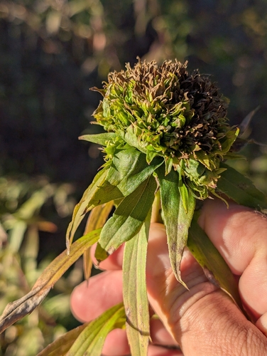 Unknown species found near Auburn, NH, USA