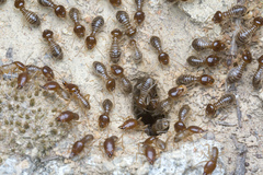 Macrotermes annandalei