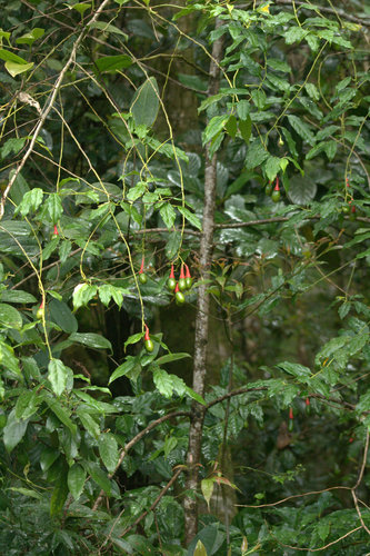 Ocotea tenera - Leaves