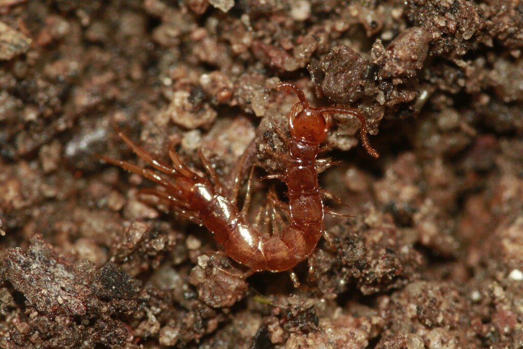 Lithobiidae from Sevier, Utah, United States on April 28, 2025 at 04:03 ...