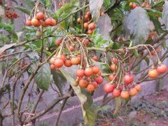 Solanum spirale