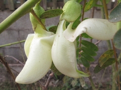 Sesbania grandiflora