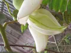 Sesbania grandiflora