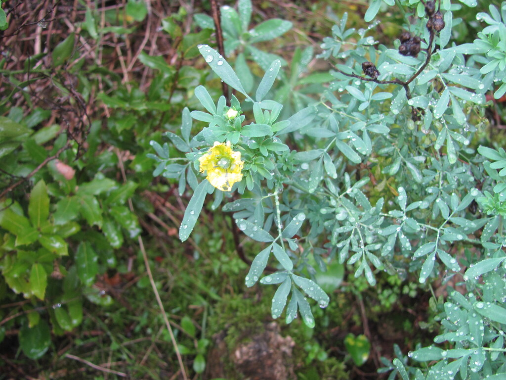 Ruta chalepensis, Miradouro do Vale do Inferno, Coimbra, Portugal