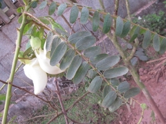 Sesbania grandiflora
