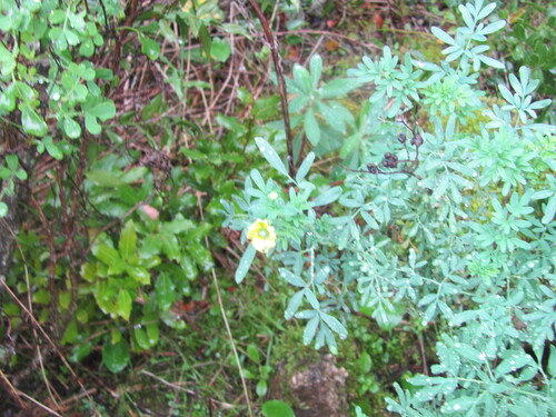 Ruta chalepensis