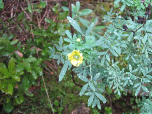 Ruta chalepensis