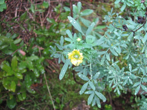 Ruta chalepensis