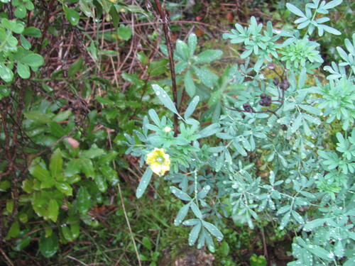 Ruta chalepensis