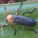 Martin's Soldier-Beetle - Photo (c) onidiras-iNaturalist, some rights reserved (CC BY-NC), uploaded by onidiras-iNaturalist