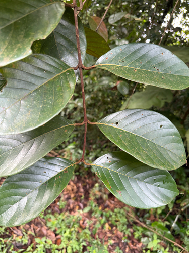 Uncaria borneensis observed 2025-12-29