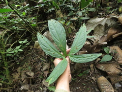 Chlorospatha