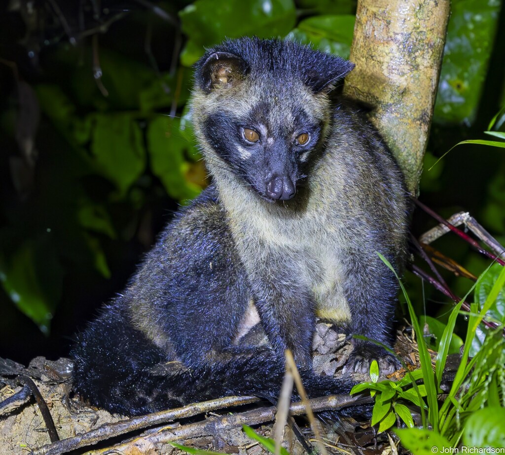 Philippine Palm Civet