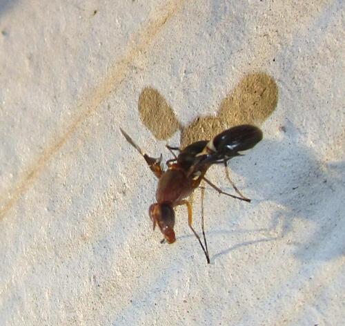 Unknown species found near Northtown Park, Austin, TX 78660, USA