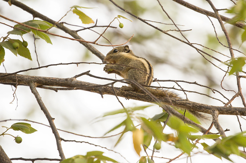 Himalayan Striped Squirrel, Huai Mae Priang, Kaeng Krachan District, Phetchaburi 76170, Thailand, photo 10 of 10