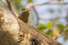 Tamiops mcclellandii