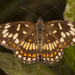 Mariposa Parche Naranja Yucateca - Photo (c) Karl Kroeker, algunos derechos reservados (CC BY-NC), subido por Karl Kroeker