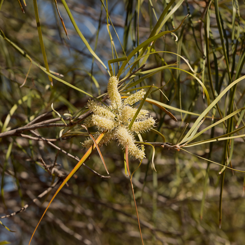 Grevillea striata R.Br.