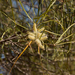 Grevillea striata - Photo (c) Kym Nicolson, alguns direitos reservados (CC BY), uploaded by Kym Nicolson