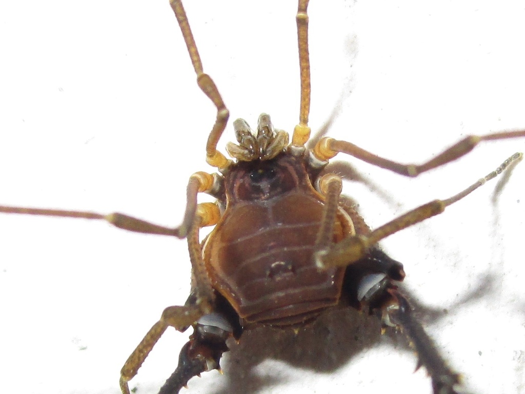daddy longlegs