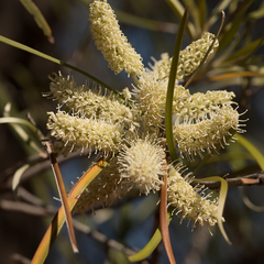 Grevillea striata
