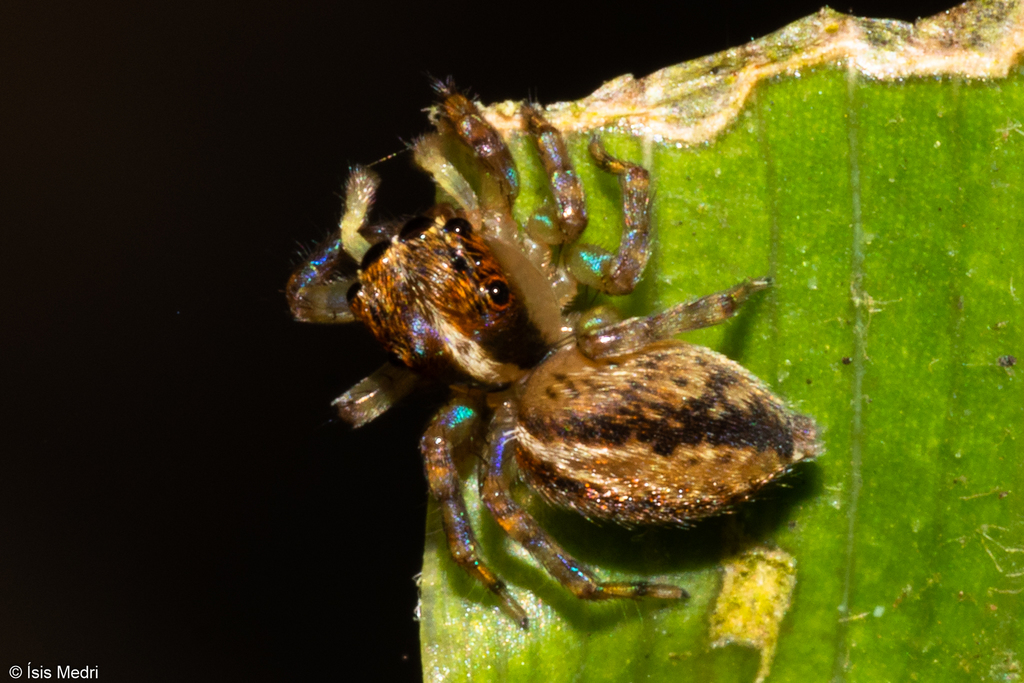 Amphidraus