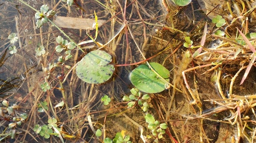 Nymphoides fallax, photograph 5