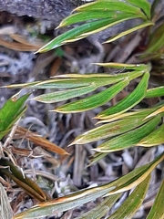 Aciphylla monroi