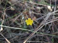 Utricularia chrysantha