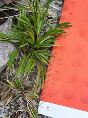 Aciphylla monroi