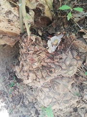 Dioscorea mexicana