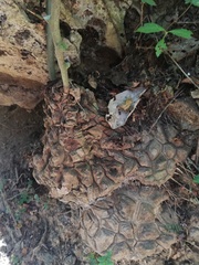 Dioscorea mexicana