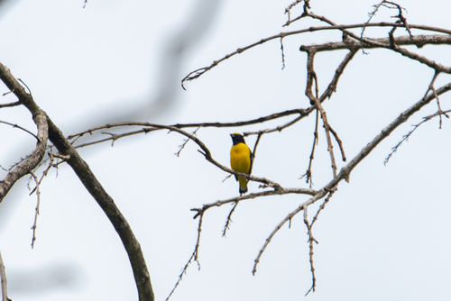 Scrub Euphonia (Euphonia affinis), photo 6