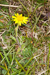 Tephroseris integrifolia integrifolia