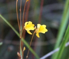 Utricularia chrysantha
