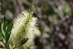 Melaleuca pallida, photograph author not stated, no rights reserved